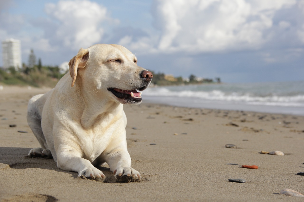 Playas caninas de la Comunidad Valenciana que permiten el acceso a tu mascota