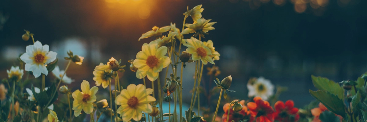 flores para un funeral 