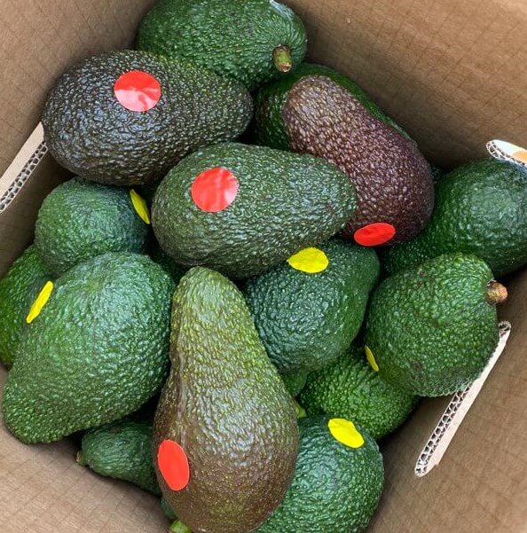Aguacates