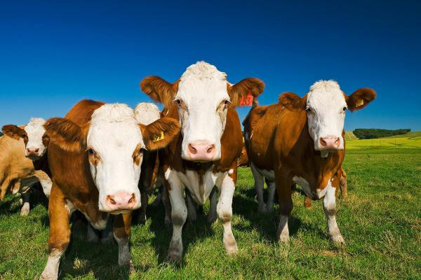 Cow manure AMP Americas