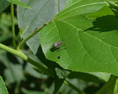 Qu es el Brown Marmorated Stink Bug?